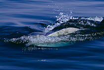 Fin whale lunge feeding (Balaenoptera physalus) Atlantic off Cape Cod,  USA