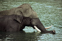 Indian elephant tusker bathing (Elephas maximus) Kabini NP India.