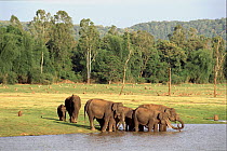 Indian elephants drinking Kabini NP India