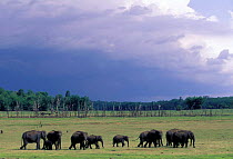 Indian elephant herd (Elephas maximus) Kabini NP India