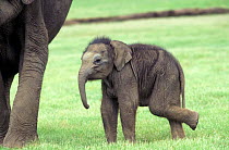 Indian elephant baby (Elephas maximus) Kabini NP India