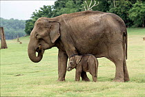 Indian elephant mother & baby Kabini NP India
