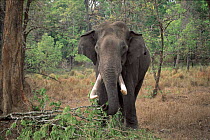 Indian elephant grazing in Nagarahole National Park, South India