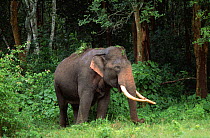 Indian elephant (Elephas maximus) grazing in woodland, Nagarahole NP, Karnataka, Southern India
