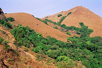 Grassland / shola ecosystem in dry season. Brahmagiri National Park, S India