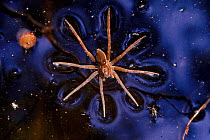 Spider (Dolomedes sp.) fishing on water surface. Blackbird State Forest, Delaware, USA