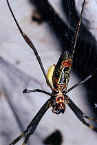 Golden silk spider (Nephila clavipes) with larva of parasitic wasp attached to abdomen. Argentina, South America