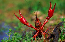 Louisiana swamp crayfish, Germany