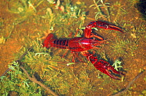 Louisiana swamp crayfish, Germany