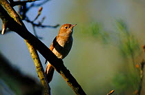 Nightingale (Luscinia megarhychos) singing. England, UK, Europe