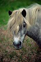 Shetland Pony, native breed of Shetland Islands, Scotland, UK
