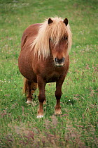Shetland Pony. Native breed of Shetland Islands, Scotland, UK Probably strongest horse relative to its size.