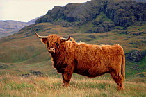 Highland cow (Bos taurus). Scotland, UK, Europe