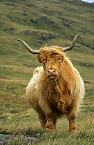 Highland cow {Bos taurus} Scotland, UK