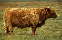 Highland cow profile {Bos taurus} Scotland, UK