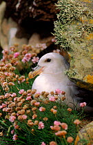Fulmar on nest, Shetland Islands, Scotland,  among Thrift flowers (Armeria maritimus)