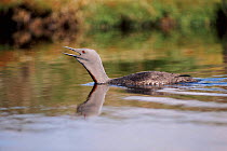 Red throated diver calling, Scotland, UK