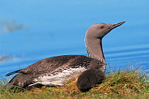 Red throated diver (Gavia stellata) on nest with chick, Shetland Islands, Scotland, UK.