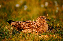 Great skua (Catharacta skua) on nest. Shetland Islands, Scotland, UK, Europe