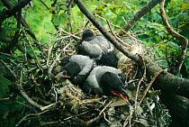 Hooded crow nest with chicks (Corvus cornix) Scotland