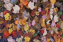 Fallen leaves in autumn, in Broad leaved woodland, Pennsylvania, USA
