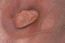 Old red sandstone with pebble from conglomerate, Scotland, UK
