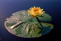 Egyptian lotus flower, Okavango Delta, Botswana