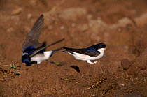 House martins collecting mud for nests, Spain.