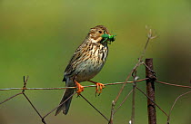 Corn bunting with grasshopper, Lesbos, Greece.