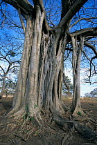 Tree in tropical dry forest, Palo Verde NP, Guanacaste, Costa Rica