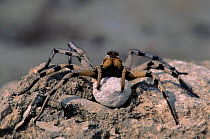 Wolf spider with her egg case, Spain