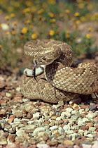 Mojave rattlesnake (Crotalus scutulatus). Arizona, USA
