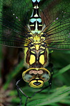 Southern hawker dragonfly head close-up, Germany