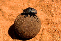 Scarab beetle on dung ball. Kenya, East Africa