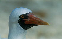 Male Blue faced booby (Sula dactylatra) portrait, Galapagos Islands