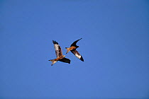Red kite (Milvus milvus) in flight. Wales, UK, Europe
