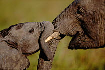 African elephant (Loxodonta africana) adult and baby touching trunks, Masai Mara, Kenya, Africa