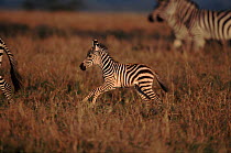 Common zebra foal frolicking (Equus burchelli) Masai Mara, Kenya, Africa