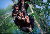 Two Chimpanzee juveniles playing in tree (Pan troglodytes) orphans at Sweetwater Sanctuary, Kenya, Africa