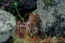 Leopard cub (Panthera pardus) among rocks. Masai Mara, Kenya, East Africa
