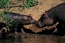 Hippopotamus mother and baby (Hippopotamus amphibius). Masai Mara, Kenya, East Africa