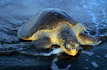 Olive ridley turtle (Lepidochelys olivacea) emerging from sea, Costa Rica