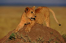 Lion cub (Panthera leo) giving invitation to play. Masai Mara, Kenya, East Africa
