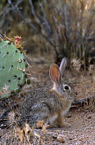 Desert cottontail rabbit {Sylvilagus audubonii} Sonoran desert, Arizona, USA.