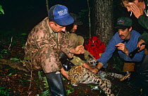 Researcher fixes radio collar to Amur leopard {Panthera pardus orientalis) Ussuriland, Far East Russia 1992