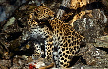 Wild Amur leopard {Panthera pardus orientalis) with radio collar, Ussuriland, Far East Russia 1992