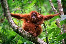 Orang utan mother and baby sitting in tree (Pongo abelii) Gunong Leuser NP Indonesia