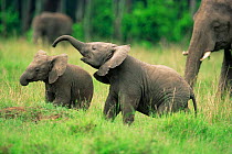 African elephant babies playing (Loxodonta africana) Masai Mara, Kenya, Africa
