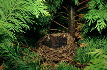 Black bird nest with young birds (Turdus merula). UK, Europe
