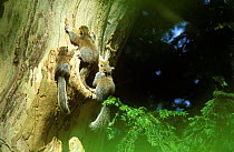 Young Grey squirrels on tree (Sciurus carolinensis) UK